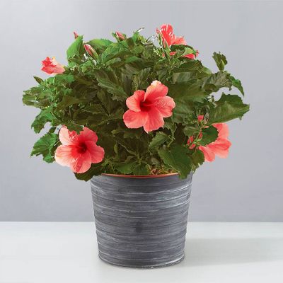 Tropical Hibiscus