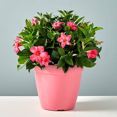 Pink Dipladenia Plant