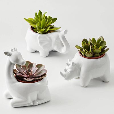Safari Animal Succulents