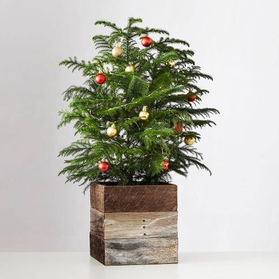 Norfolk Pine Tree