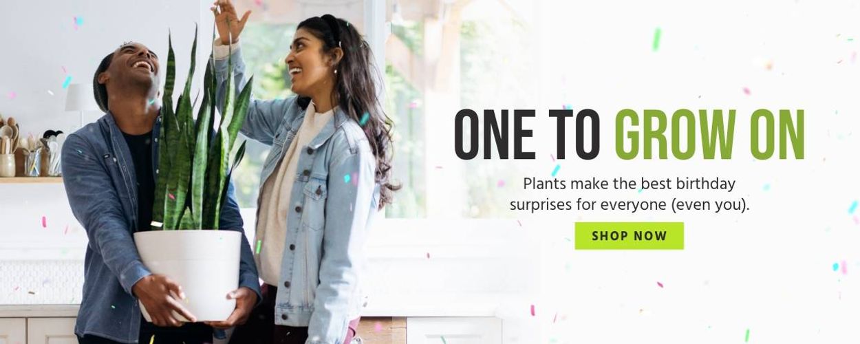 Birthday Plants