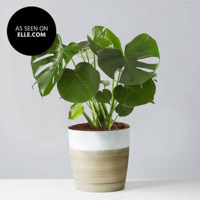 Monstera Deliciosa Floor Plant