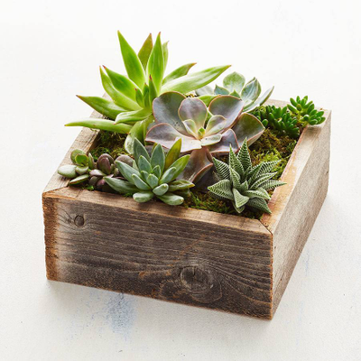 Shop Succulents for Sale & Send Succulents Today | Plants.com