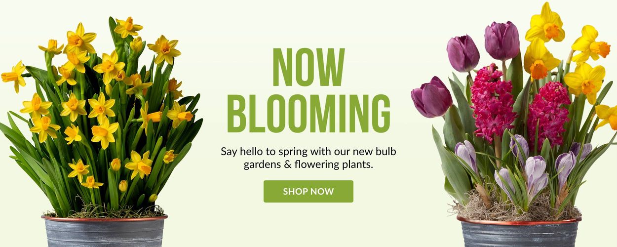 Blooming and Flowering