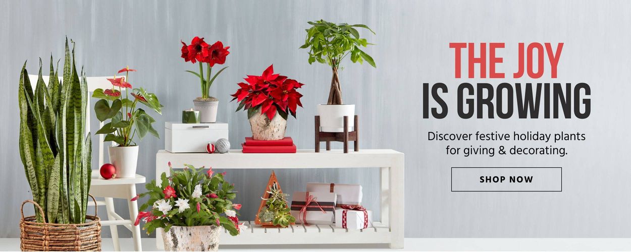 Christmas Plants