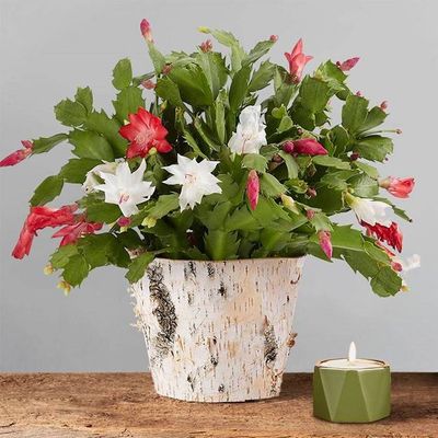 Red and White Christmas Cactus