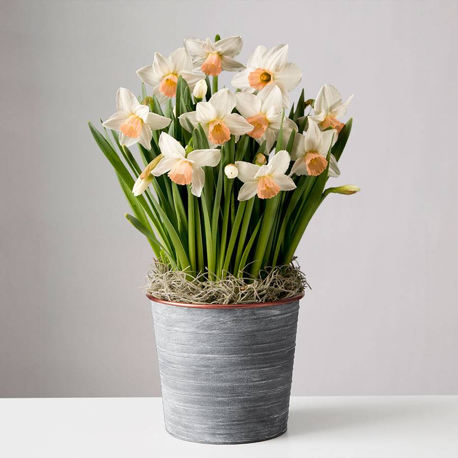 White Daffodil Bulbs