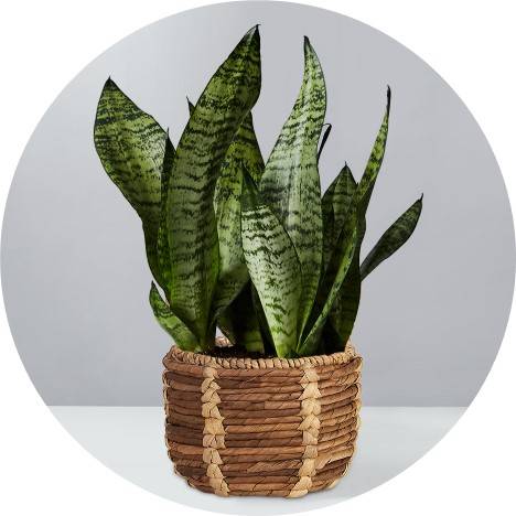 Birthday Plant Gifts