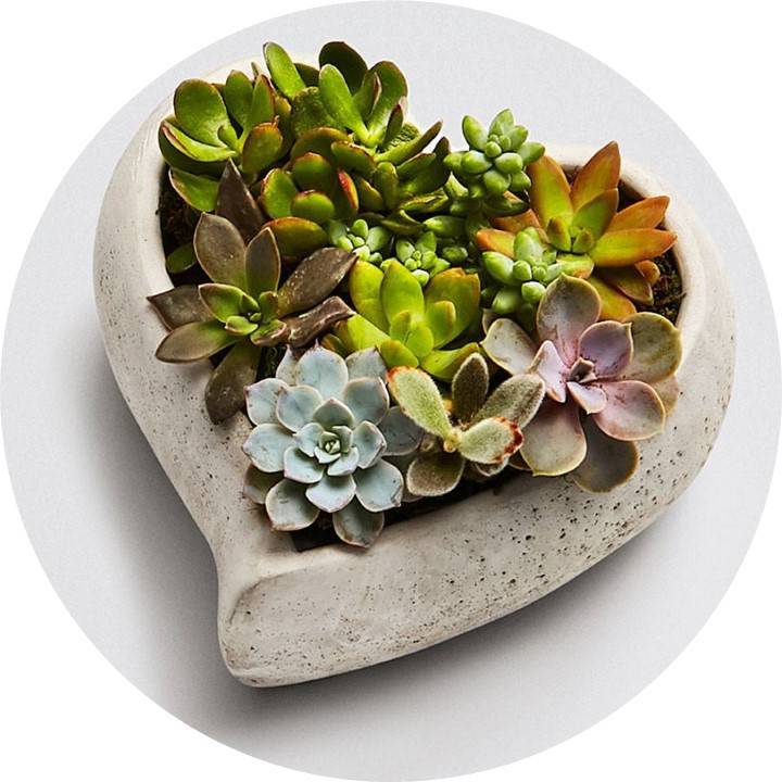 Succulents