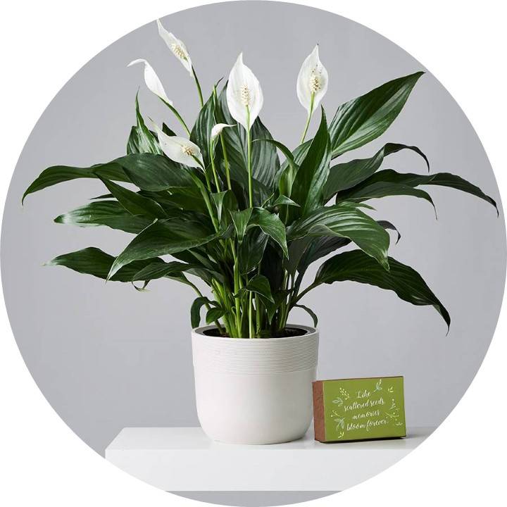 Sympathy Plant Gifts