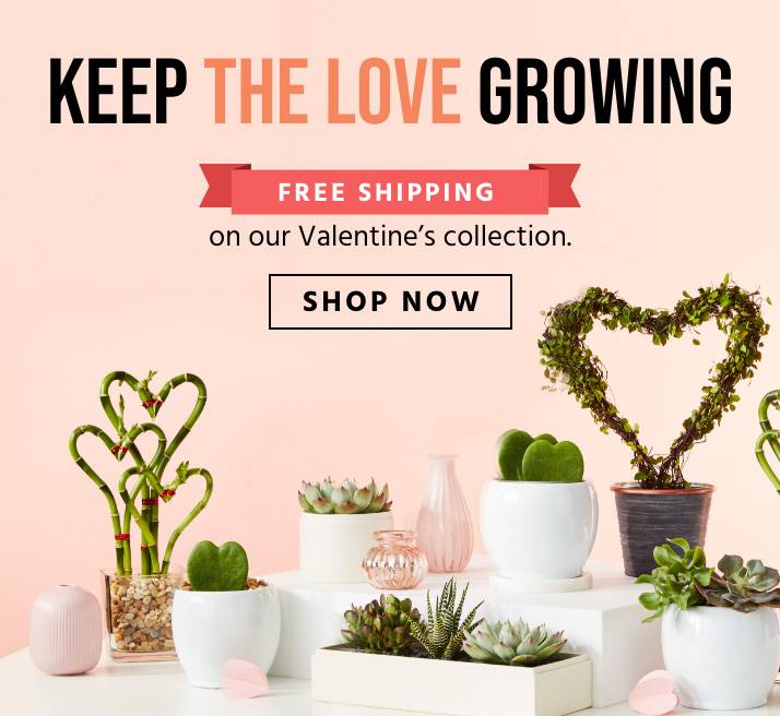 Indoor Potted Plants Delivered Right to Your Door