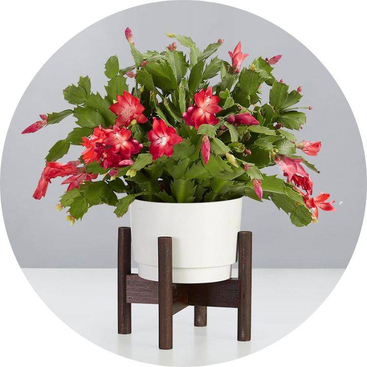 Christmas Plants